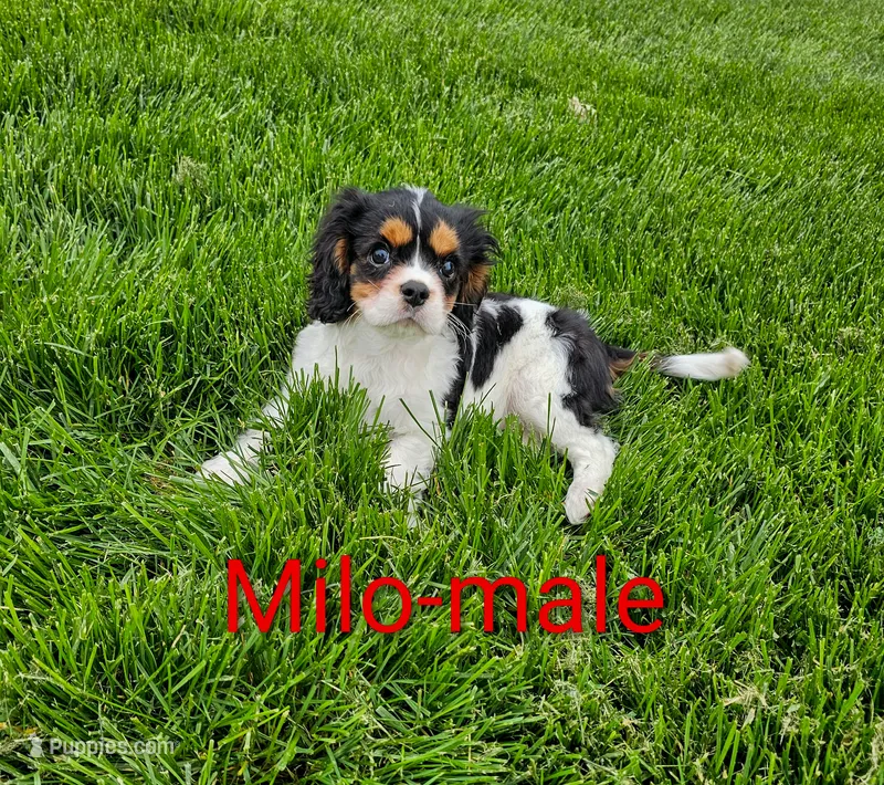 Milo – Cavalier King Charles Spaniel puppy for sale in Rock Valley, IA