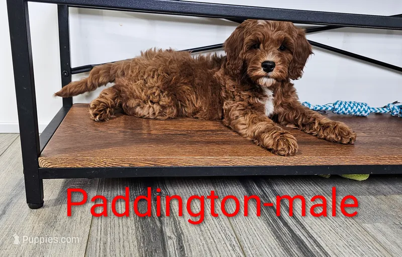 Paddington  – Miniature Goldendoodle puppy for sale in Rock Valley, IA