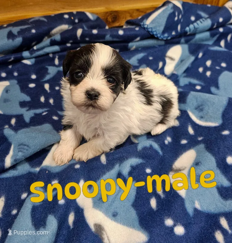 Snoopy – Shichon puppy for sale in Rock Valley, IA