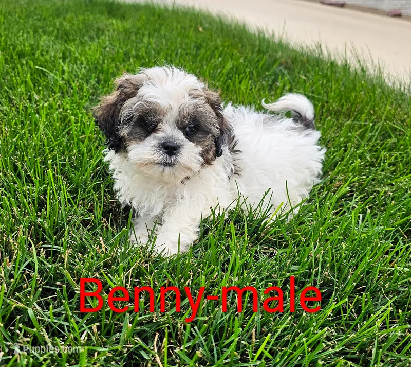 Benny – Shihpoo puppy for sale in Rock Valley, IA