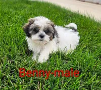 Benny, a male Shihpoo for sale in Rock Valley, IA – 1 of 4