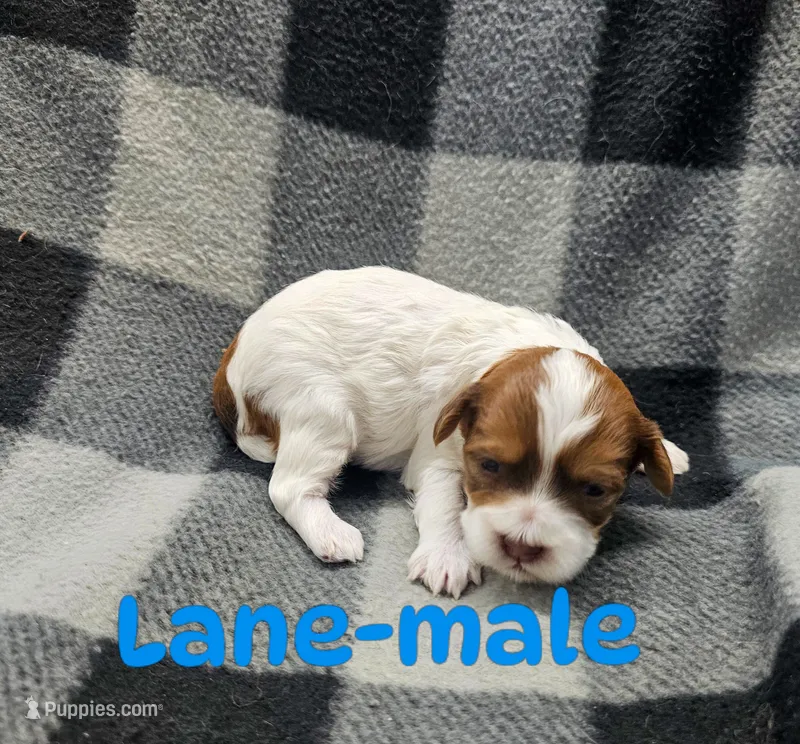 Lane, a male Shihpoo for sale in Rock Valley, IA – 1 of 1