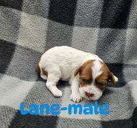 Lane, a male Shihpoo for sale in Rock Valley, IA – 1 of 1