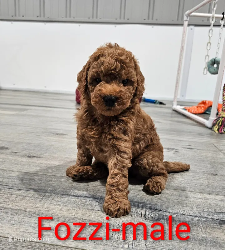 Fozzi – Miniature Goldendoodle puppy for sale in Rock Valley, IA