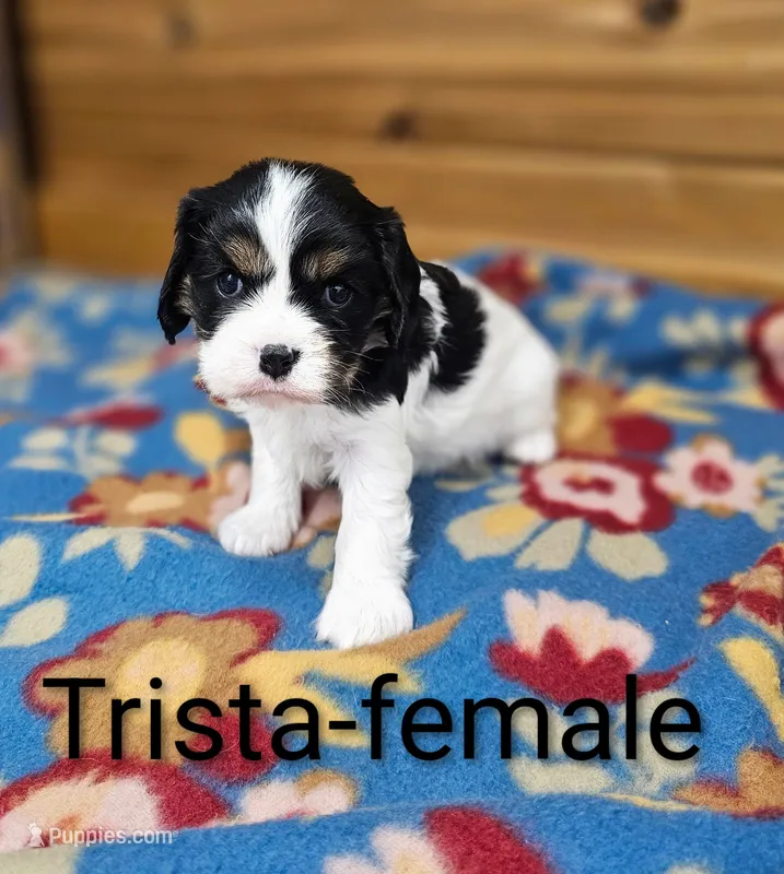 Trista – Cavalier King Charles Spaniel puppy for sale in Rock Valley, IA