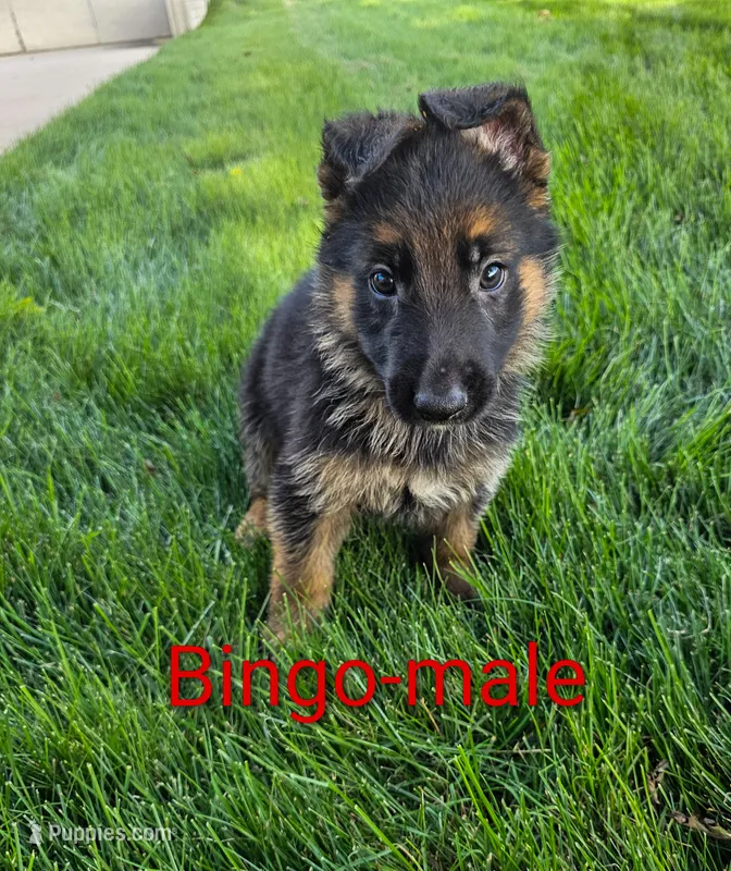 Bingo – German Shepherd Dog puppy for sale in Rock Valley, IA