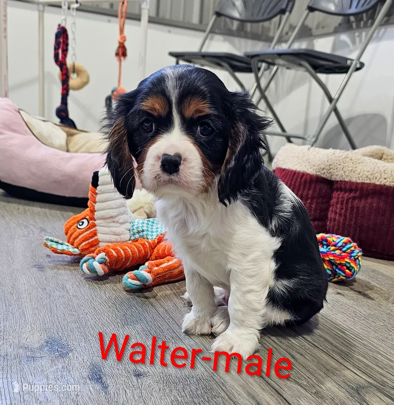 Walter
