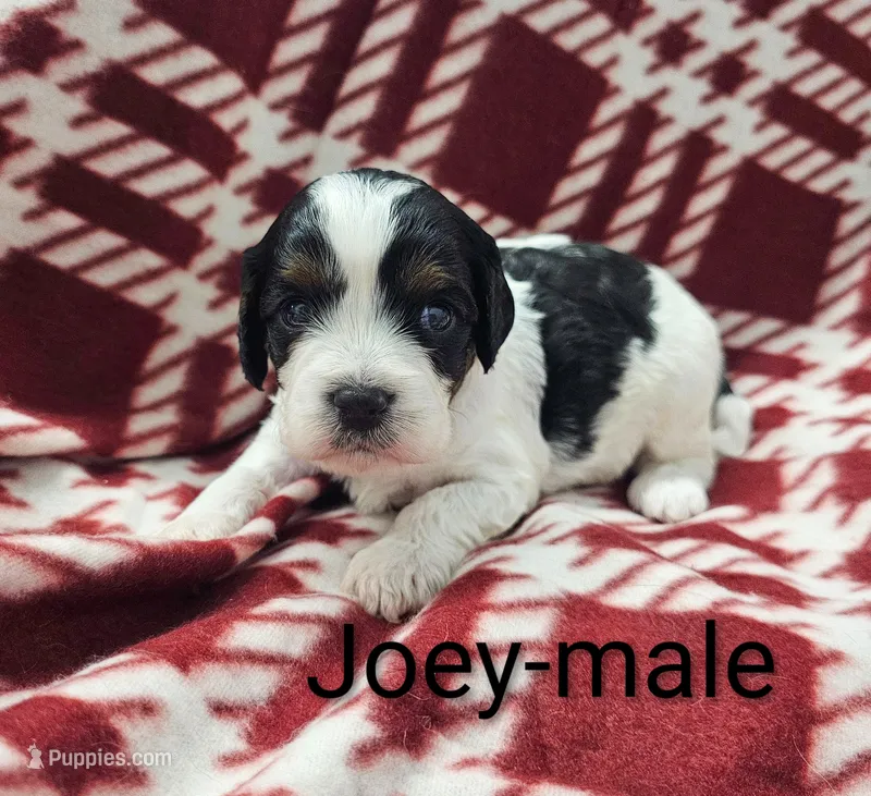 Joey – Cavapoo puppy for sale in Rock Valley, IA