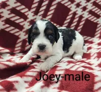 Joey, a male Cavapoo for sale in Rock Valley, IA – 1 of 1