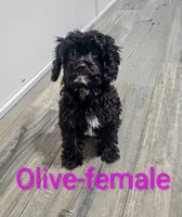 Olive, a female Cavapoo for sale in Rock Valley, IA – 2 of 6