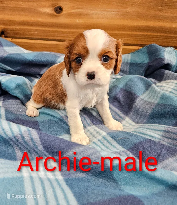 Archie – Cavalier King Charles Spaniel puppy for sale in Rock Valley, IA