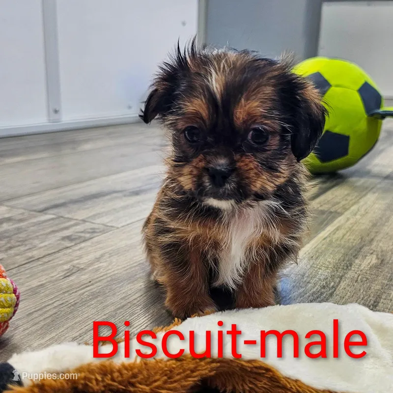 Biscuit – Shorkie puppy for sale in Rock Valley, IA