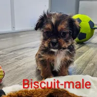 Biscuit, a male Shorkie for sale in Rock Valley, IA – 3 of 5