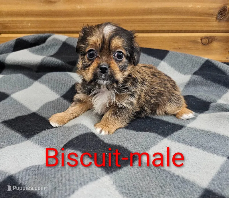 Biscuit – Shorkie puppy for sale in Rock Valley, IA