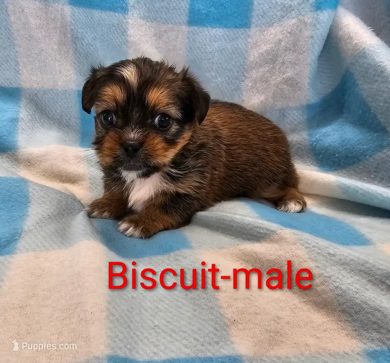 Biscuit – Shorkie puppy for sale in Rock Valley, IA