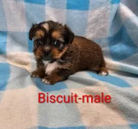 Biscuit, a male Shorkie for sale in Rock Valley, IA – 5 of 5