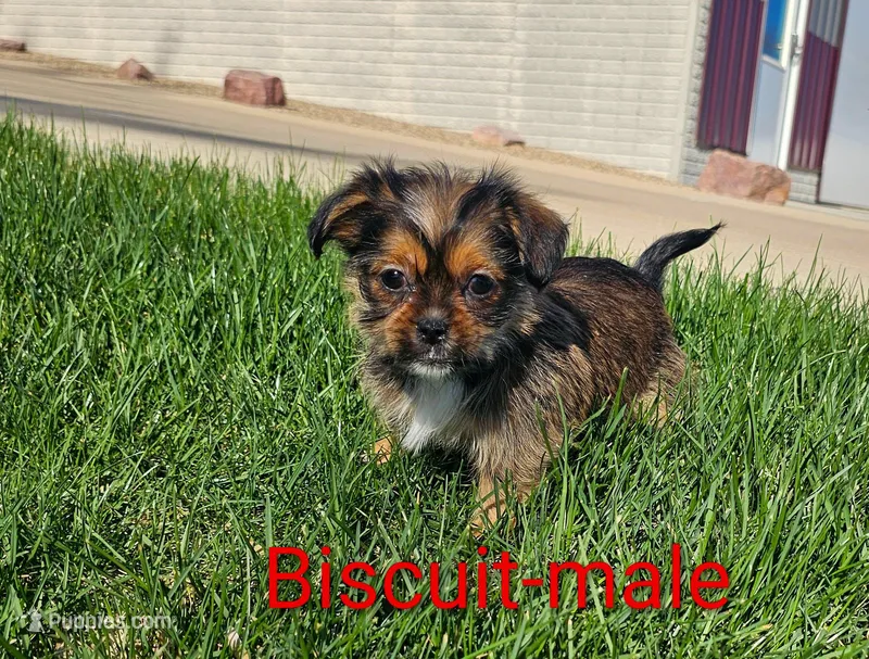 Biscuit – Shorkie puppy for sale in Rock Valley, IA