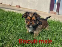 Biscuit, a male Shorkie for sale in Rock Valley, IA – 2 of 5