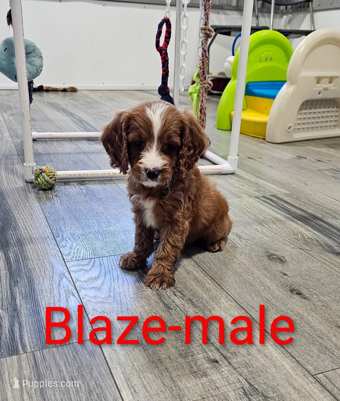 Blaze – Cavapoo puppy for sale in Rock Valley, IA
