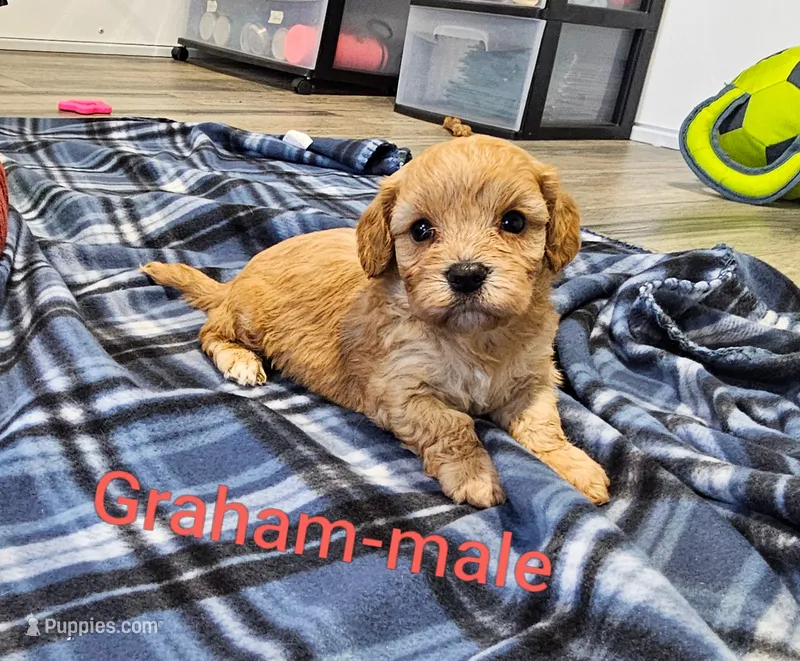 Graham – Cavachon puppy for sale in Rock Valley, IA