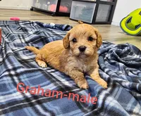 Graham, a male Cavachon for sale in Rock Valley, IA – 1 of 1