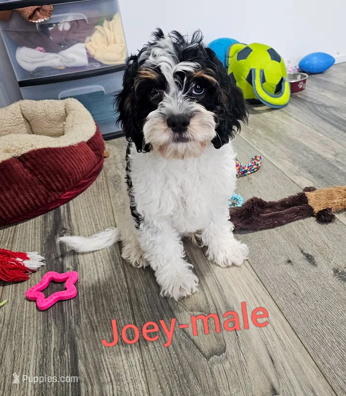 Joey – Cavapoo puppy for sale in Rock Valley, IA
