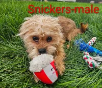 Snickers, a male Shorkie for sale in Rock Valley, IA – 3 of 4