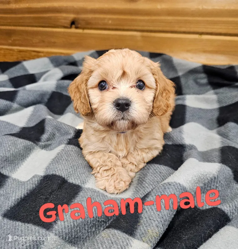 Graham – Cavachon puppy for sale in Rock Valley, IA