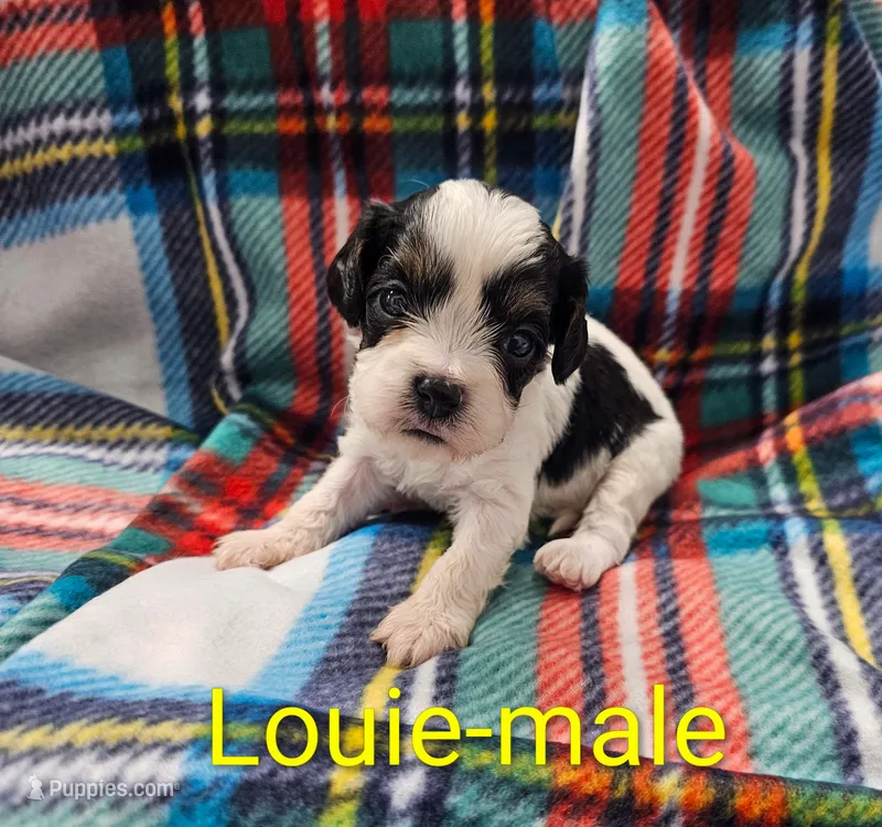 Louie – Cavapoo puppy for sale in Rock Valley, IA