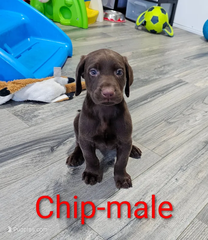 Chip – Labrador Retriever puppy for sale in Rock Valley, IA