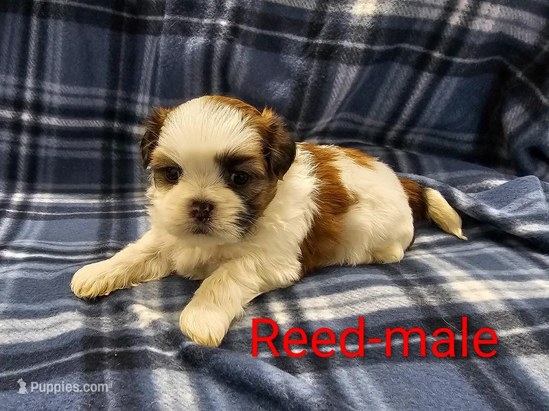 Reed – Shih Tzu puppy for sale in Rock Valley, IA