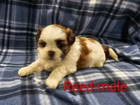 Reed, a male Shih Tzu for sale in Rock Valley, IA – Photo 1 of 2