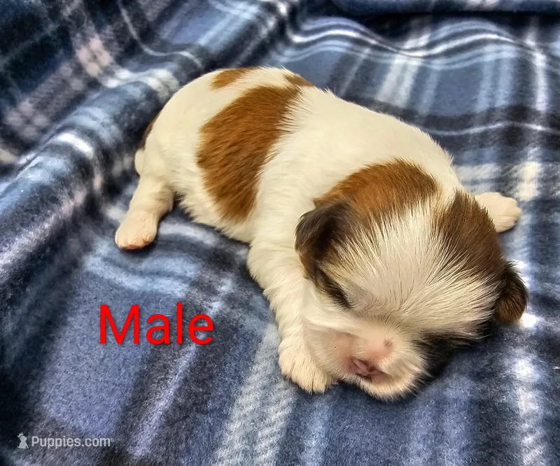 Teddy – Shih Tzu puppy for sale in Rock Valley, IA