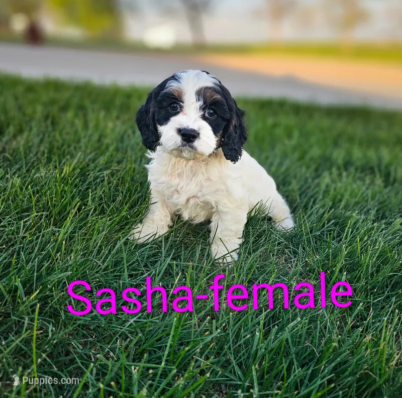 Sasha – Cavapoo puppy for sale in Rock Valley, IA