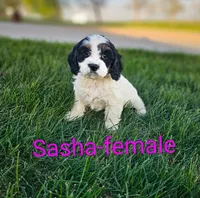 Sasha, a female Cavapoo for sale in Rock Valley, IA – 1 of 4