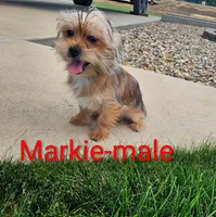 Markie, a male Shorkie for sale in Rock Valley, IA – 1 of 10