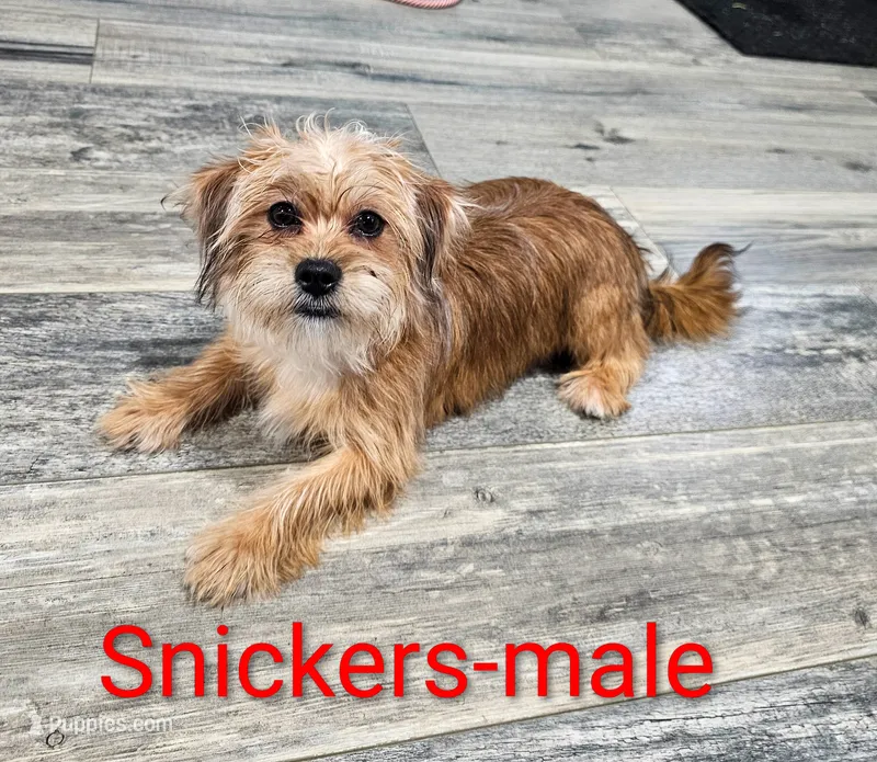 Snickers – Shorkie puppy for sale in Rock Valley, IA