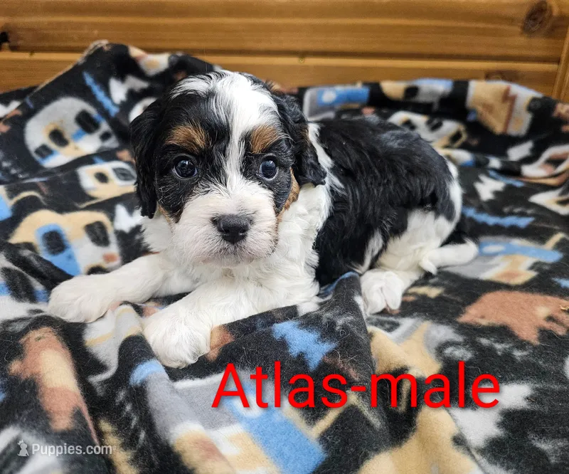 Atlas  – Cavapoo puppy for sale in Rock Valley, IA