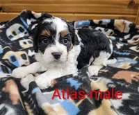 Atlas , a male Cavapoo for sale in Rock Valley, IA – 3 of 4