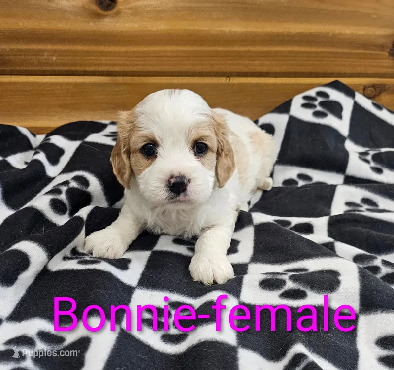 Bonnie – Cavachon puppy for sale in Rock Valley, IA
