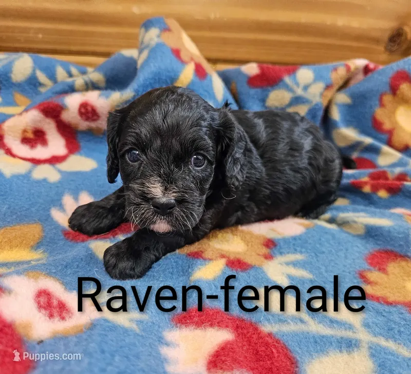 Raven – Cavapoo puppy for sale in Rock Valley, IA