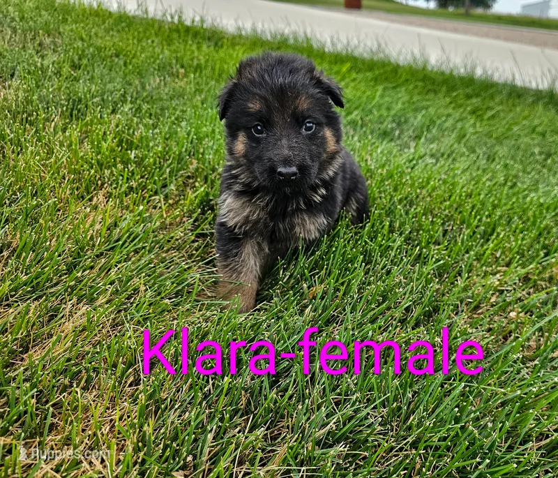 Stella – German Shepherd Dog puppy for sale in Rock Valley, IA