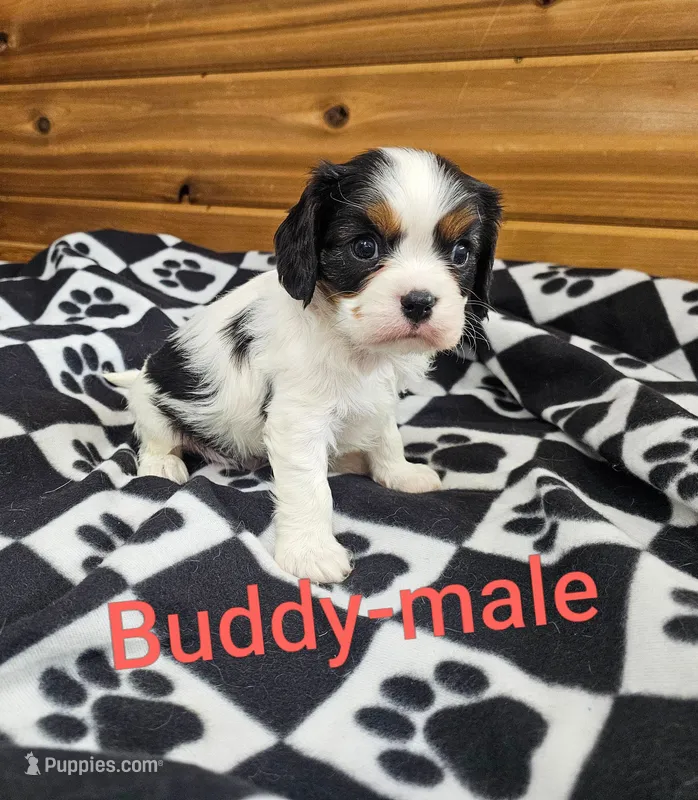 Buddy – Cavalier King Charles Spaniel puppy for sale in Rock Valley, IA