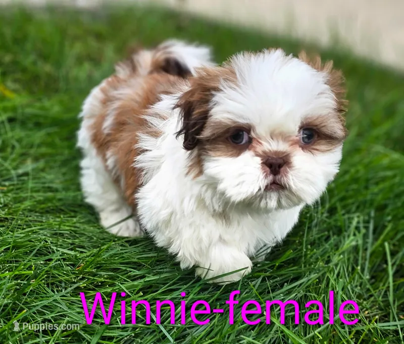 Winnie – Shih Tzu puppy for sale in Rock Valley, IA