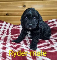 Ryder, a male Cavapoo for sale in Rock Valley, IA – 3 of 4