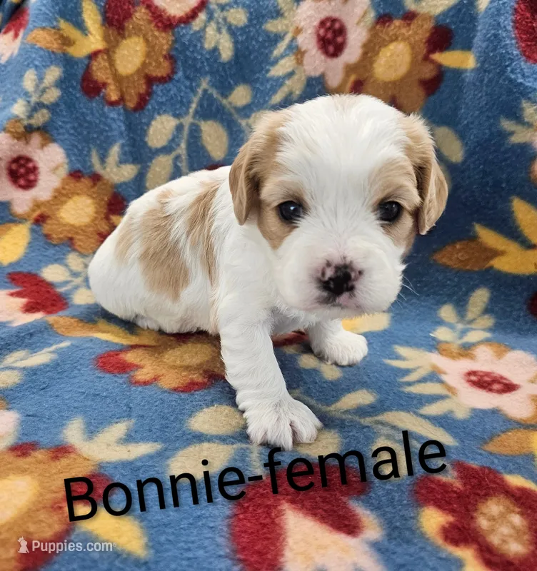 Bonnie – Cavachon puppy for sale in Rock Valley, IA