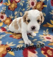 Bonnie, a female Cavachon for sale in Rock Valley, IA – 1 of 1