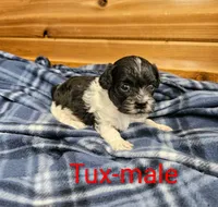 Tux, a male Shihpoo for sale in Rock Valley, IA – 1 of 1
