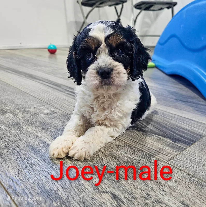 Joey – Cavapoo puppy for sale in Rock Valley, IA