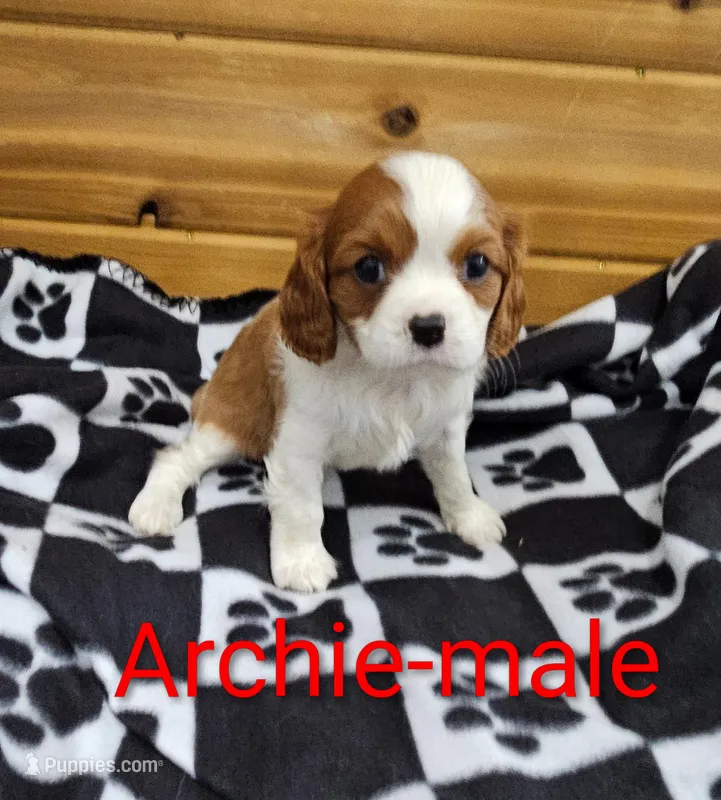 Archie – Cavalier King Charles Spaniel puppy for sale in Rock Valley, IA